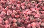 काँकरभिट्टाबाट गति महिनामा एक अर्ब २३ करोडको कृषिजन्य वस्तु निर्यात