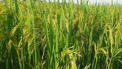देशभर ७८.८४ प्रतिशत भूभागमा धान रोपाइँ